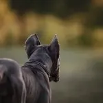 Cane Corso From Behind