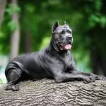 Cane Corso Lying Down