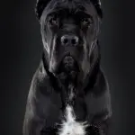 Cane Corso Portrait