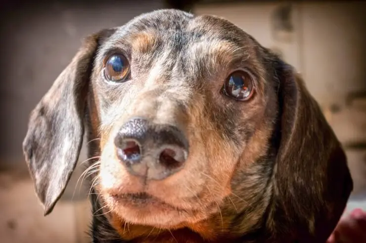 Dachshund Dapple