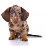 Dapple Dachshund Puppy