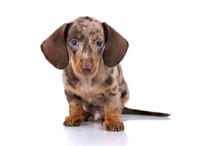 Dapple Dachshund Puppy