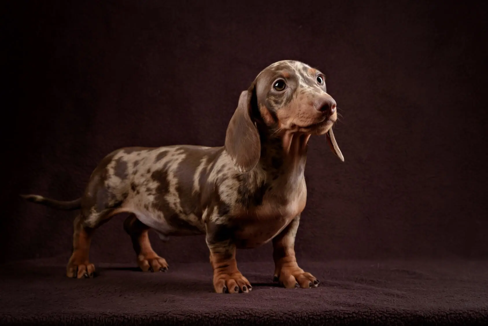 red dapple dachshund for sale