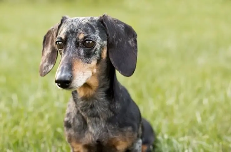 black and tan dapple dachshund