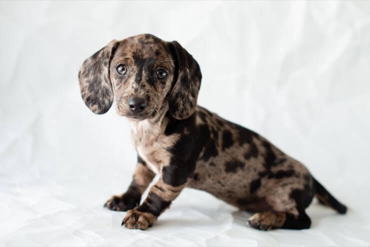 Dapple Dachshund Size Color Price And More Perfect Dog Breeds