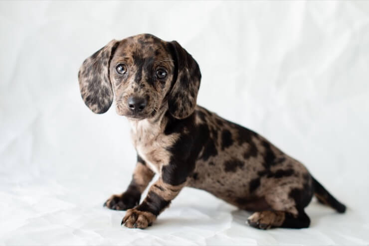 blue eyed dachshund puppy