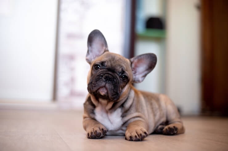 are french bulldogs good family pets