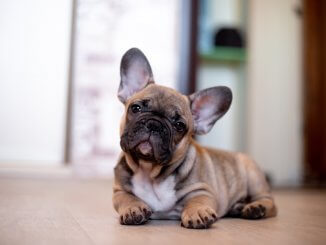 French Bulldog Cost Guide Budgeting For A Bulldog Cover