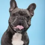 French Bulldog Portrait