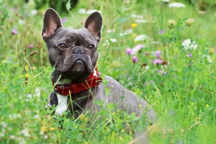 French Bulldog Training Cost