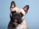 French Bulldog What To Know About The Mischievous Frenchie Cover