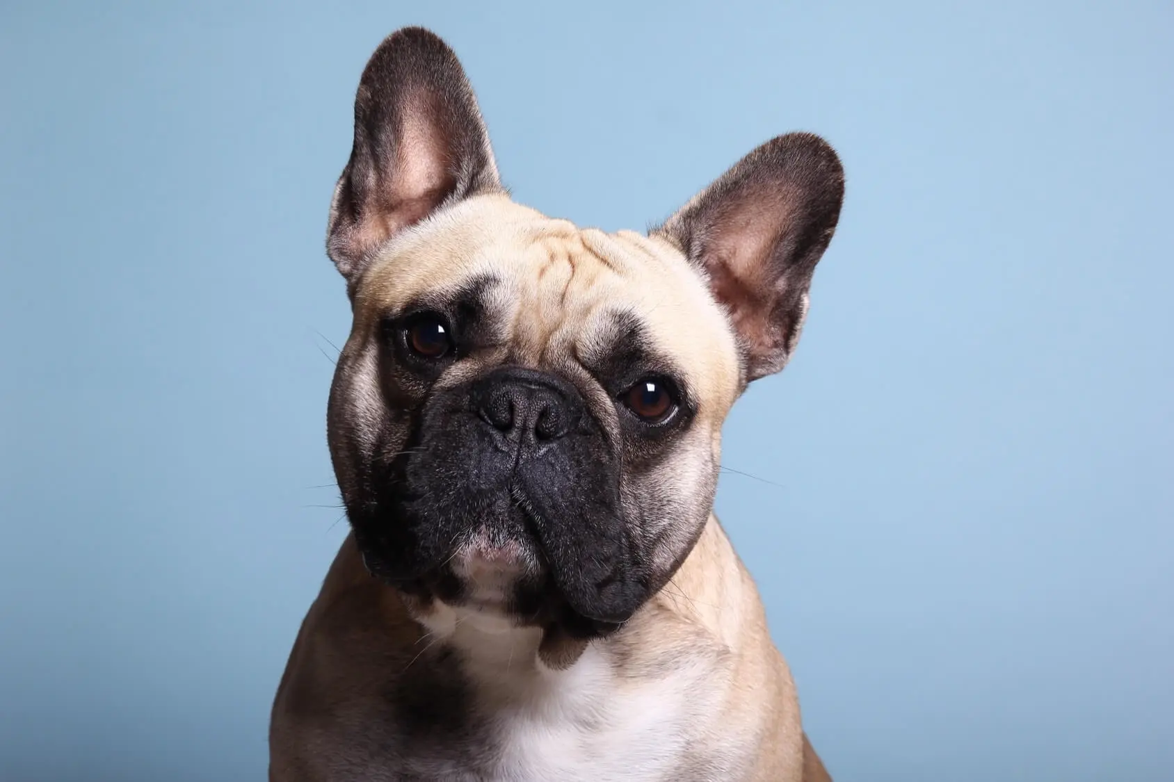 french bulldog pointy ears