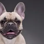 French Bulldogs