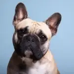 Frenchie Dog