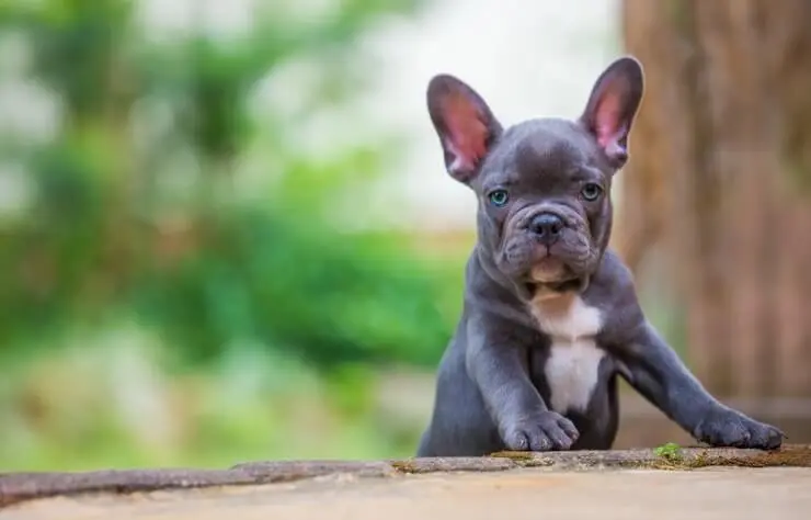 french bulldog pointy ears