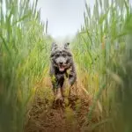 German Shepherd Poodle Mix