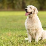 Golden retriever sitting upright in the grass