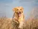Golden Retriever Dog Breed Information and Owner’s Guide Cover