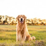Golden retriever in a field