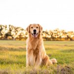 Golden retriever in a field