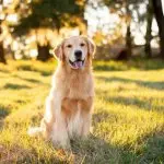 Golden retriever walking in thegrass