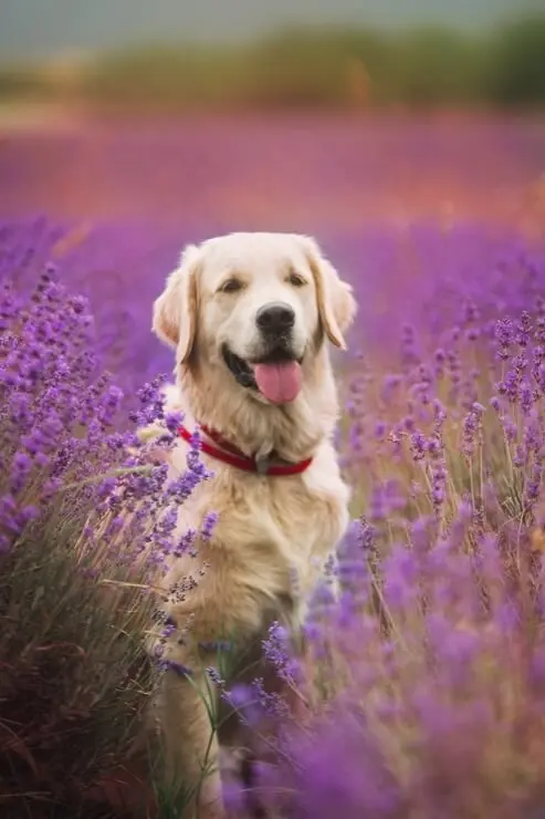 Golden Retriever Outside