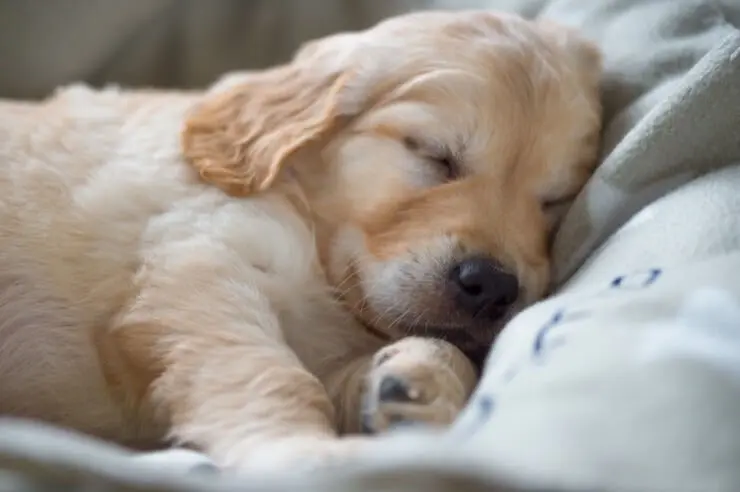 Golden Retriever Puppy