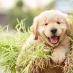 Golden retriever puppy playing in the grass