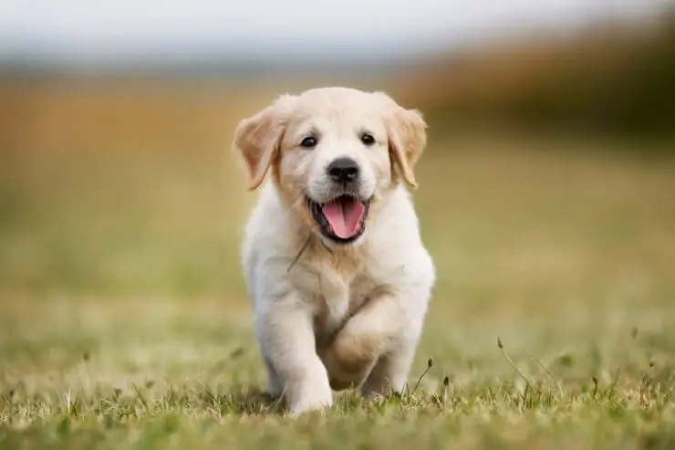 How Much Do Golden Retrievers Cost Complete Buyer S Guide Perfect Dog Breeds