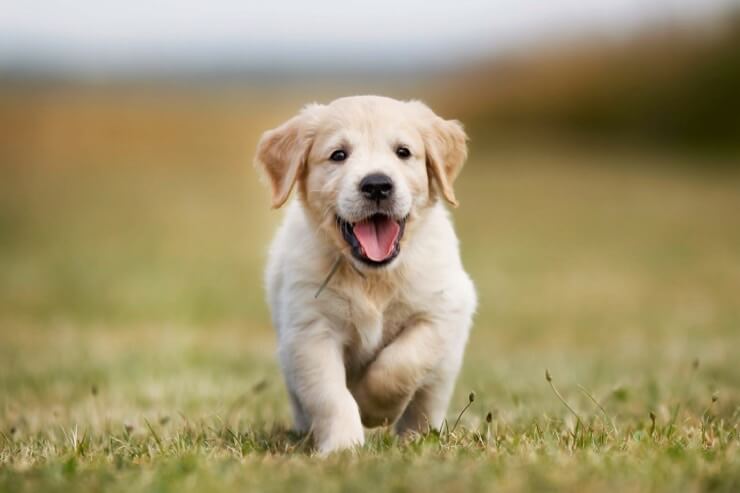 Golden Retriever Puppy Playing