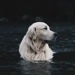 Golden retriever swimming