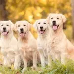 Golden retrievers