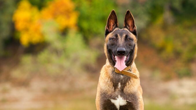 How Much Does A Belgian Malinois? The Ultimate Price Guide Cover