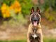 How Much Does A Belgian Malinois? The Ultimate Price Guide Cover