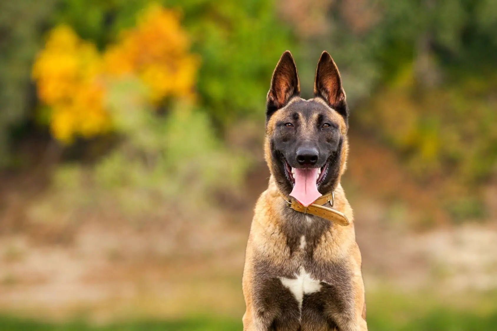 How Much Does A Belgian Malinois Cost? The Ultimate Price