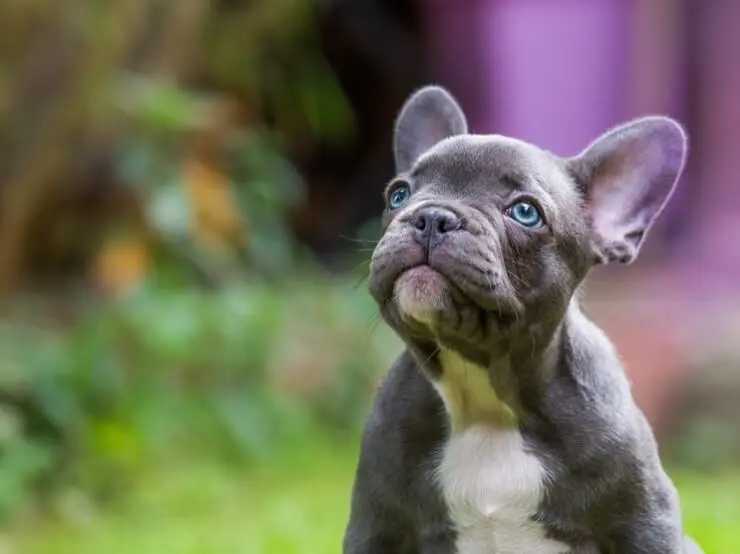 How Much Does A French Bulldog Puppy Cost