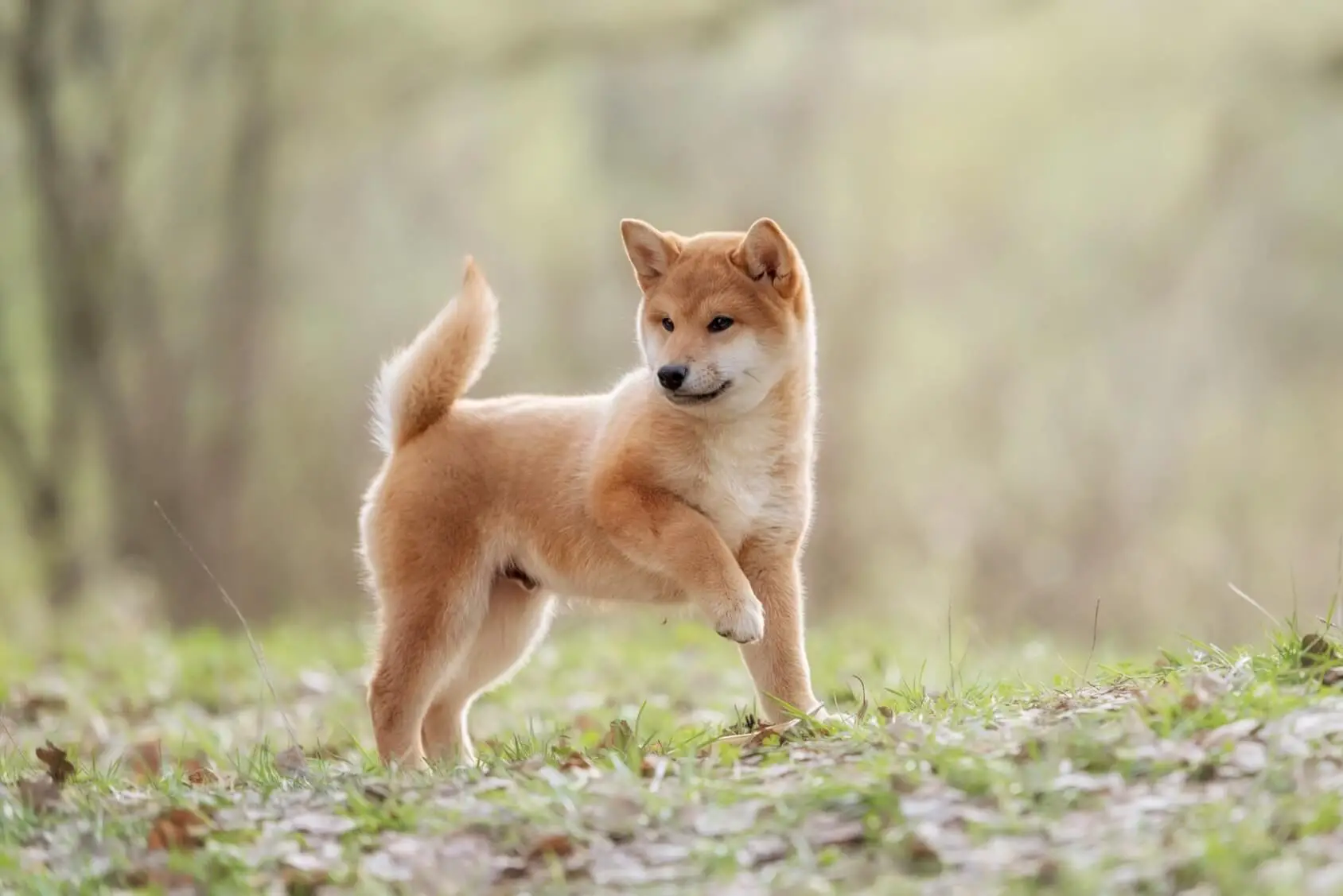 How Is a Shiba Price Guide | Perfect Dog