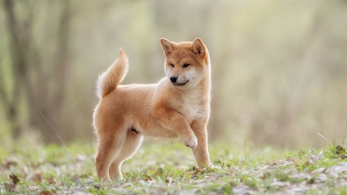 How Much Does A Shiba Inu Cost? Complete Buyer’s Guide Cover
