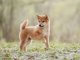 How Much Does A Shiba Inu Cost? Complete Buyer’s Guide Cover