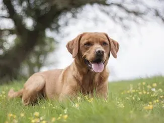 Red Fox Lab What To Know About This Stunning Retriever Cover