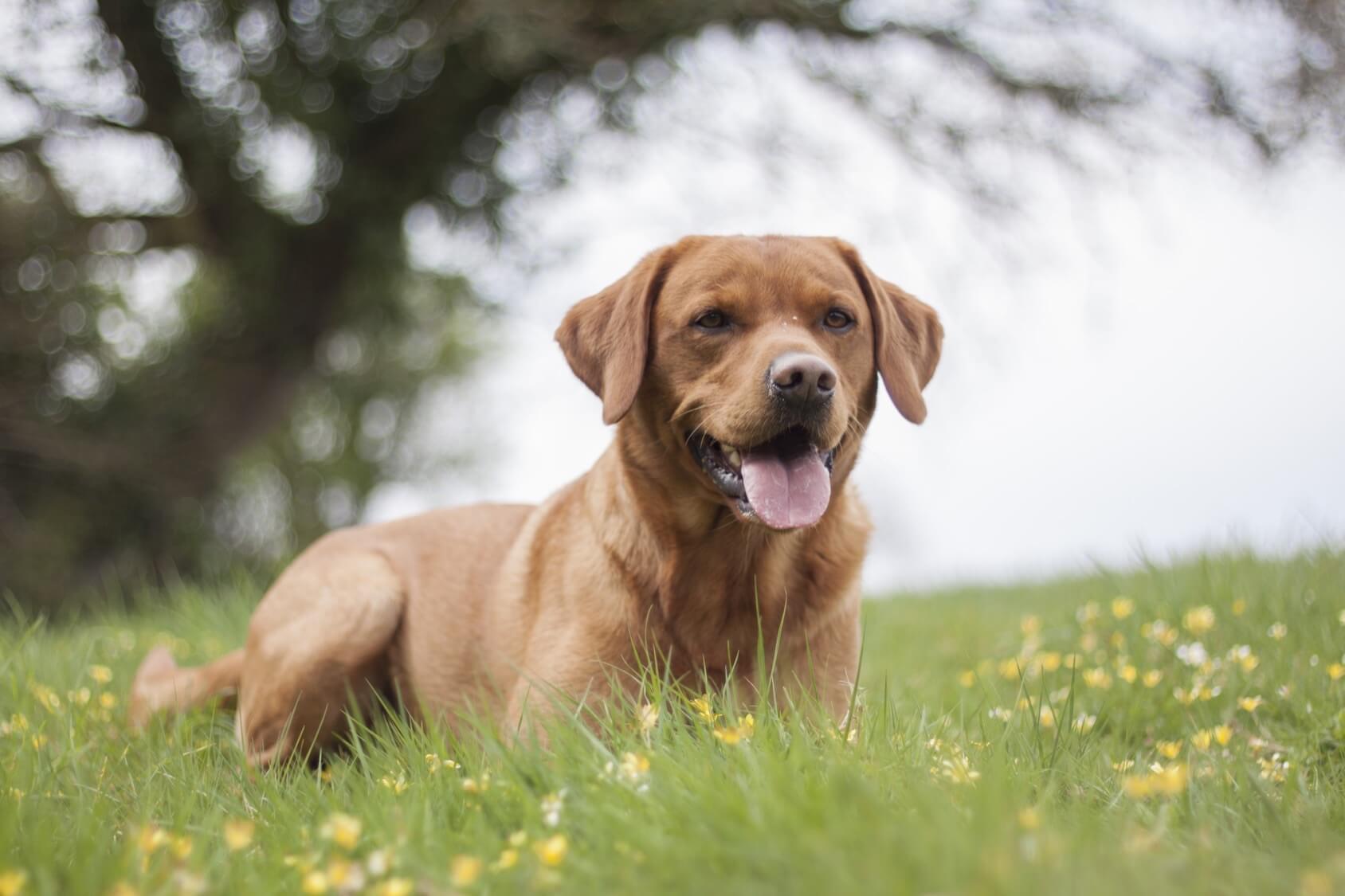 purebred fox red labrador