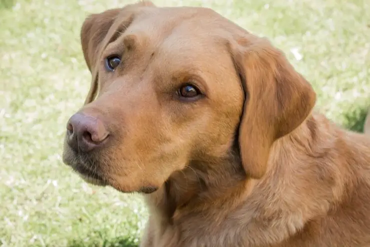 purebred fox red labrador