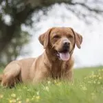 Red Lab In Field
