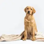 Red Labrador With Blanket