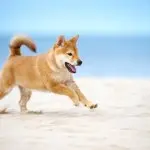 Shiba Inu