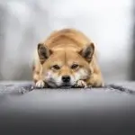 Shiba Inu Looking Like A Fox