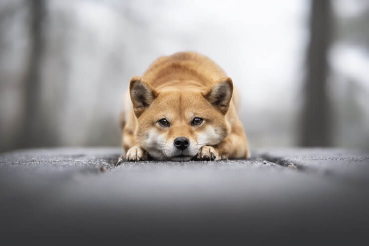 Shiba Inu Looking Like A Fox