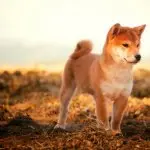 Shiba Inu Puppy