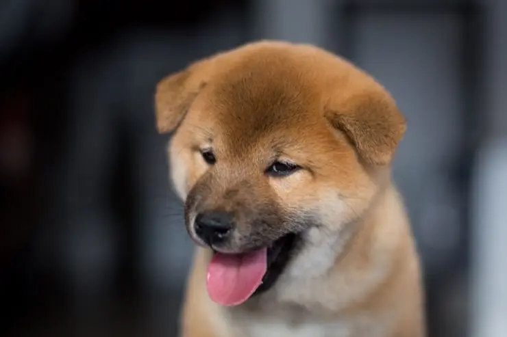 Shiba Inu Puppy Close Up