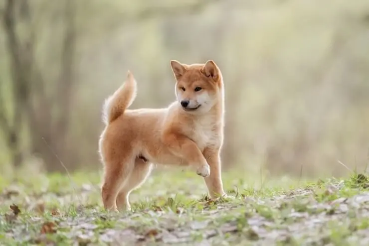 shiba inu puppy